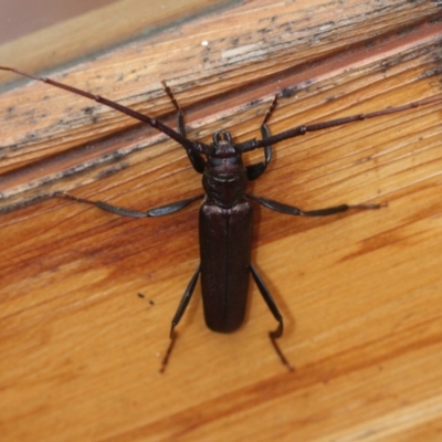 Xystrocera virescens (Large Brown Longhorn Beetle) at Tathra Public School - 29 Dec 2019 by KerryVance2