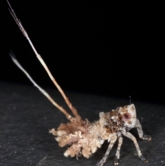 Platybrachys sp. (genus) (A gum hopper) at Kambah, ACT - 29 Dec 2019 by Marthijn