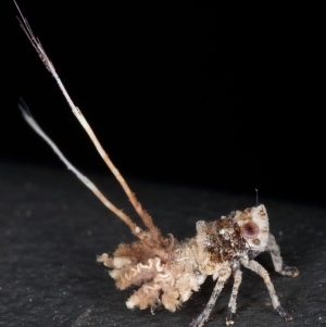 Platybrachys sp. (genus) at Kambah, ACT - 29 Dec 2019