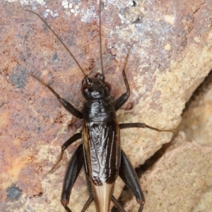 Pteronemobius nundra at Kambah, ACT - 29 Dec 2019 08:48 PM