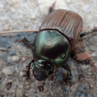 Onitis aygulus (Aygulus dung beetle) at Belconnen, ACT - 30 Dec 2019 by Laserchemisty