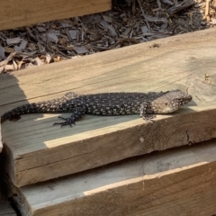 Egernia cunninghami (Cunningham's Skink) at Theodore, ACT - 30 Dec 2019 by MGC