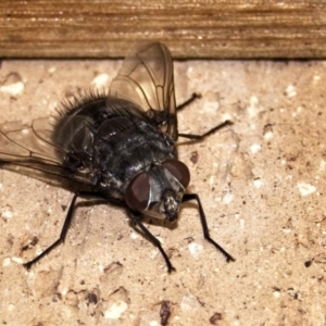 Rutilia (Donovanius) sp. (genus & subgenus) at Banks, ACT - 30 Dec 2019 11:30 AM