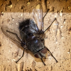 Rutilia (Donovanius) sp. (genus & subgenus) at Banks, ACT - 30 Dec 2019 11:30 AM