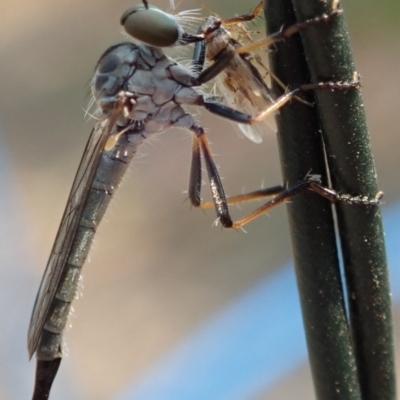 Cerdistus sp. (genus) (Yellow Slender Robber Fly) at Spence, ACT - 27 Dec 2019 by Laserchemisty