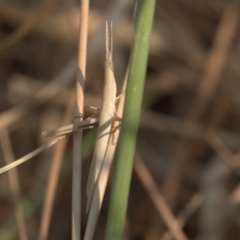 Acrida conica (Giant green slantface) at Amaroo, ACT - 26 Dec 2019 by Lomandra