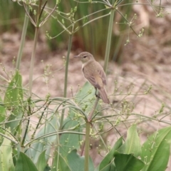 Acrocephalus australis (Australian Reed-Warbler) at Tuggeranong Creek to Monash Grassland - 29 Dec 2019 by RodDeb