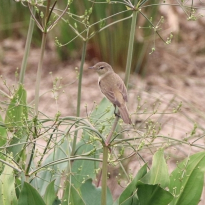 Acrocephalus australis (Australian Reed-Warbler) at Tuggeranong Creek to Monash Grassland - 29 Dec 2019 by RodDeb