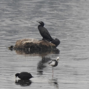 Phalacrocorax sulcirostris at Monash, ACT - 29 Dec 2019 10:29 AM