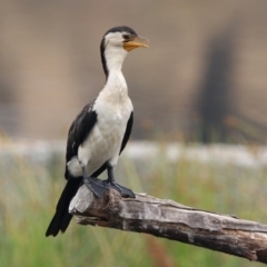 Microcarbo melanoleucos at Monash, ACT - 29 Dec 2019