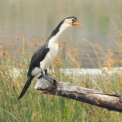 Microcarbo melanoleucos at Monash, ACT - 29 Dec 2019