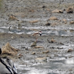 Charadrius melanops (Black-fronted Dotterel) at Monash, ACT - 29 Dec 2019 by RodDeb