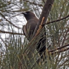 Artamus cyanopterus (Dusky Woodswallow) at Tuggeranong Creek to Monash Grassland - 28 Dec 2019 by RodDeb