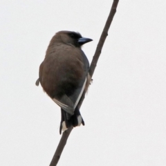 Artamus cyanopterus at Monash, ACT - 29 Dec 2019 09:49 AM