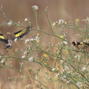 Carduelis carduelis at Monash, ACT - 29 Dec 2019 11:18 AM