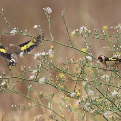 Carduelis carduelis (European Goldfinch) at Monash Grassland - 29 Dec 2019 by RodDeb