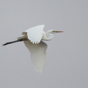 Ardea alba at Monash, ACT - 29 Dec 2019 09:14 AM