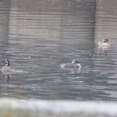 Poliocephalus poliocephalus (Hoary-headed Grebe) at Monash, ACT - 29 Dec 2019 by RodDeb