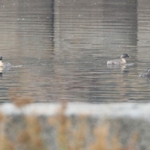 Poliocephalus poliocephalus at Monash, ACT - 29 Dec 2019