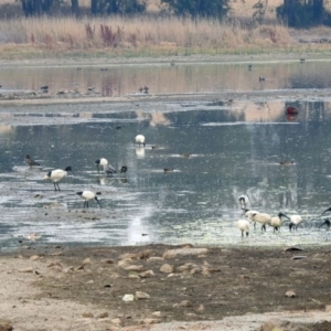 Threskiornis molucca at Monash, ACT - 29 Dec 2019