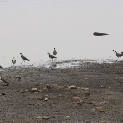 Vanellus miles (Masked Lapwing) at Monash, ACT - 29 Dec 2019 by RodDeb