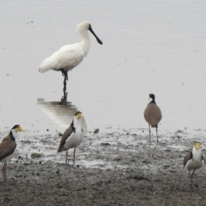 Vanellus miles at Monash, ACT - 29 Dec 2019 10:21 AM