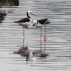 Himantopus leucocephalus (Pied Stilt) at Isabella Plains, ACT - 28 Dec 2019 by RodDeb