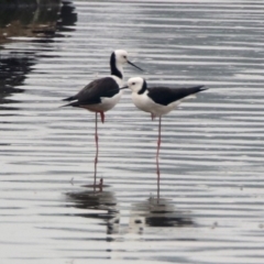 Himantopus leucocephalus at Isabella Plains, ACT - 29 Dec 2019 10:29 AM