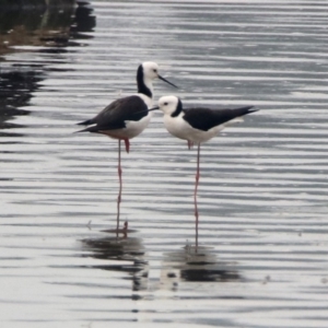 Himantopus leucocephalus at Isabella Plains, ACT - 29 Dec 2019 10:29 AM