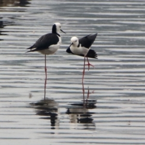 Himantopus leucocephalus at Isabella Plains, ACT - 29 Dec 2019 10:29 AM