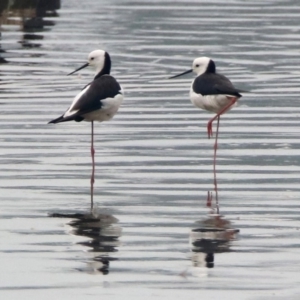 Himantopus leucocephalus at Isabella Plains, ACT - 29 Dec 2019