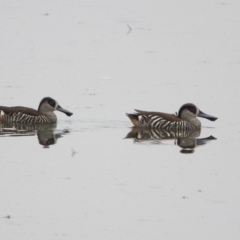 Malacorhynchus membranaceus (Pink-eared Duck) at Isabella Plains, ACT - 28 Dec 2019 by RodDeb