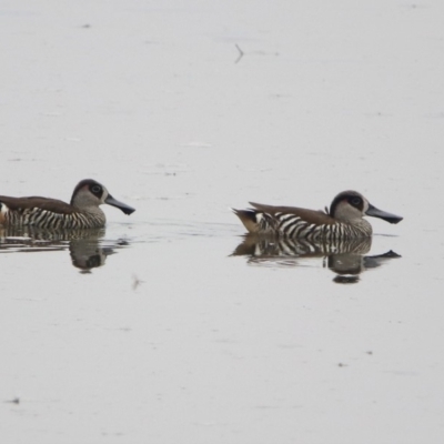 Malacorhynchus membranaceus (Pink-eared Duck) at Isabella Plains, ACT - 28 Dec 2019 by RodDeb