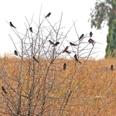 Hirundo neoxena (Welcome Swallow) at Monash Grassland - 29 Dec 2019 by RodDeb