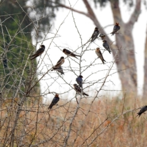 Hirundo neoxena at Monash, ACT - 29 Dec 2019