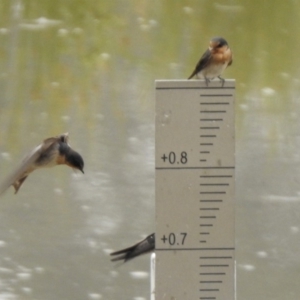 Hirundo neoxena at Monash, ACT - 29 Dec 2019