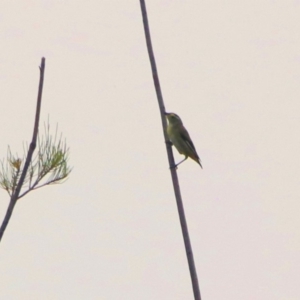 Pardalotus striatus at Monash, ACT - 29 Dec 2019 09:51 AM