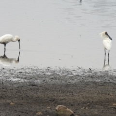 Platalea regia at Monash, ACT - 29 Dec 2019 10:07 AM