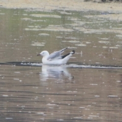 Chroicocephalus novaehollandiae at Monash, ACT - 29 Dec 2019