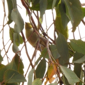 Ptilotula penicillata at Monash, ACT - 29 Dec 2019 09:54 AM