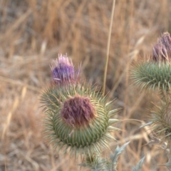 Onopordum acanthium (Scotch Thistle) at Palmerston, ACT - 30 Dec 1994 by Lomandra