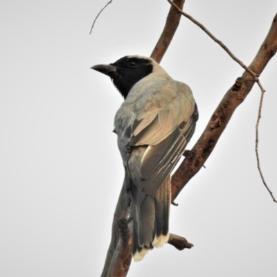 Coracina novaehollandiae (Black-faced Cuckooshrike) at Wanniassa, ACT - 29 Dec 2019 by JohnBundock