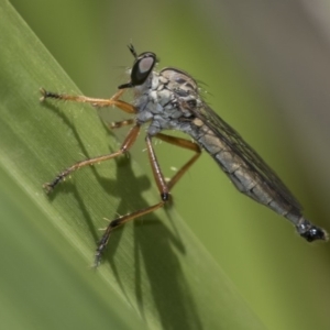 Cerdistus sp. (genus) at Acton, ACT - 4 Dec 2019