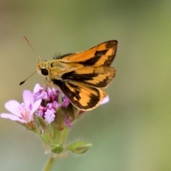 Ocybadistes walkeri (Green Grass-dart) at Higgins, ACT - 29 Dec 2019 by AlisonMilton