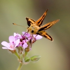 Ocybadistes walkeri at Higgins, ACT - 29 Dec 2019