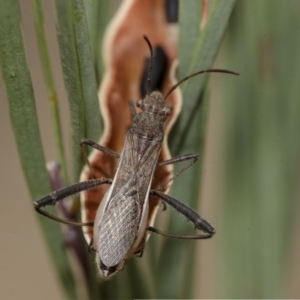 Melanacanthus scutellaris at Scullin, ACT - 29 Dec 2019