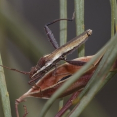 Melanacanthus scutellaris at Scullin, ACT - 29 Dec 2019