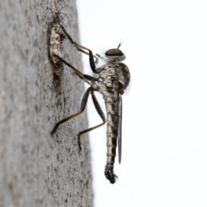 Cerdistus sp. (genus) at Higgins, ACT - 29 Dec 2019 03:02 PM