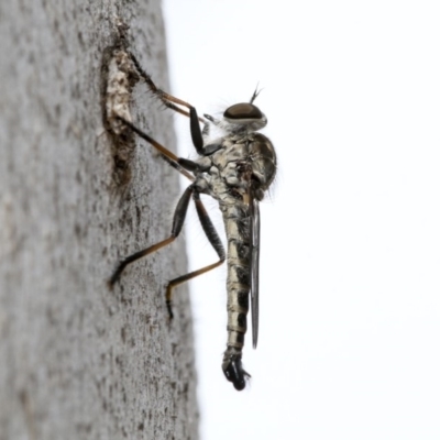 Cerdistus sp. (genus) (Slender Robber Fly) at Higgins, ACT - 29 Dec 2019 by AlisonMilton