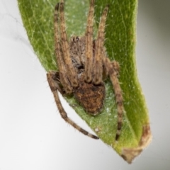 Araneinae (subfamily) (Orb weaver) at Higgins, ACT - 28 Dec 2019 by AlisonMilton